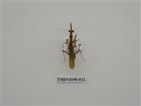 藏品(螳螂)的圖片